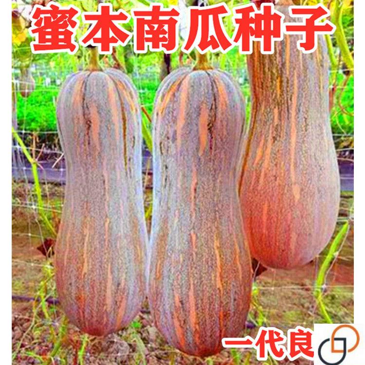 早栗蜜本南瓜种子超甜粉面蜜本甜南瓜早熟高产耐贮运四季蔬菜种籽