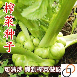 特大榨菜种子种籽青菜头农家菜园秋季播种高产脆嫩腌制咸菜榨菜籽