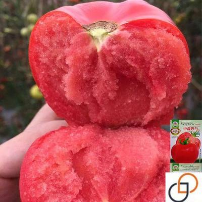 超甜西红柿种子毛粉柿子农家特大番茄种籽阳台盆栽四季播蔬菜种孑