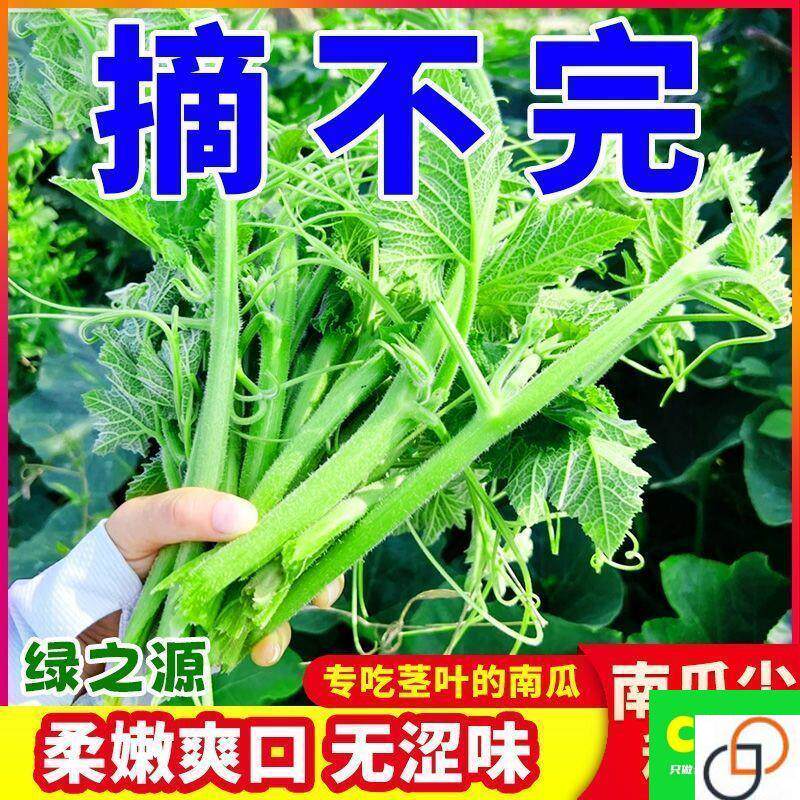 南瓜尖南瓜叶新鲜嫩叶易种植养生南瓜藤苗籽四季高产盆栽蔬菜种子
