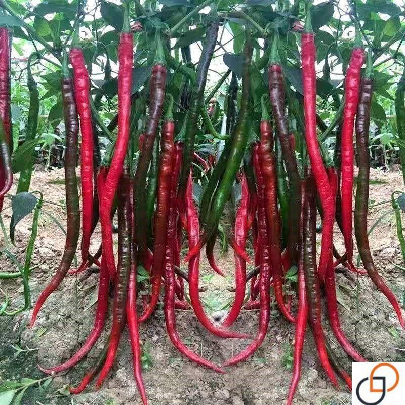 长线椒种子】香辣王湖南辣椒种籽【杭椒超NBM长89高产四季8播1辣
