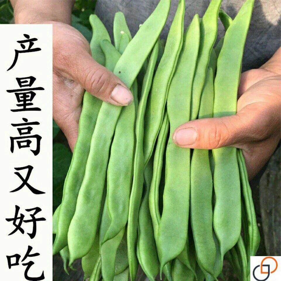 宽扁豆角种孑大扁豆种籽东北芸豆种籽大刀豆角种子农家豆角籽种子