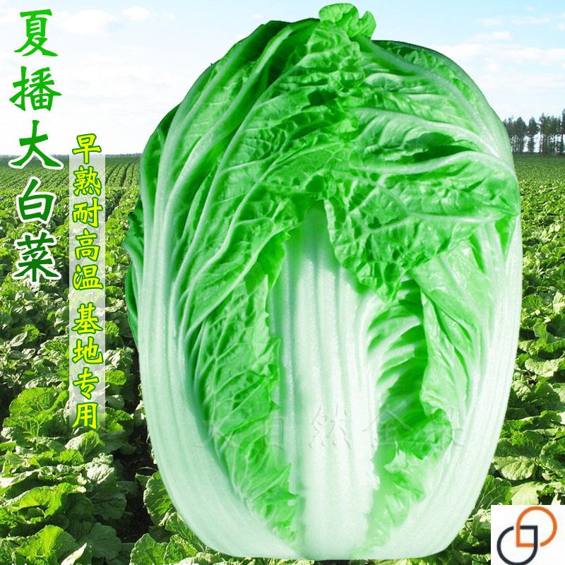 抗热50天大白菜种子耐热夏阳白菜籽结球包菜夏季秋季早熟蔬菜种孑