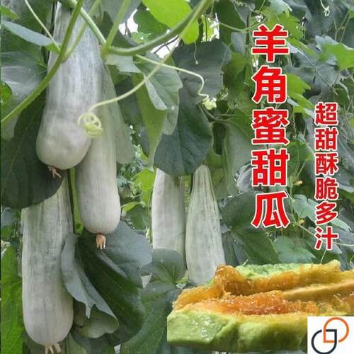 正品羊角蜜瓜酥甜瓜种子种籽苗蔬菜孑秧脆高产香瓜四季大全瓜苗