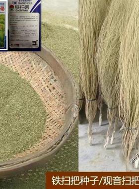 精选铁扫帚种子 扫把种子绿叶地肤子种籽观音扫把种农家扫帚种子