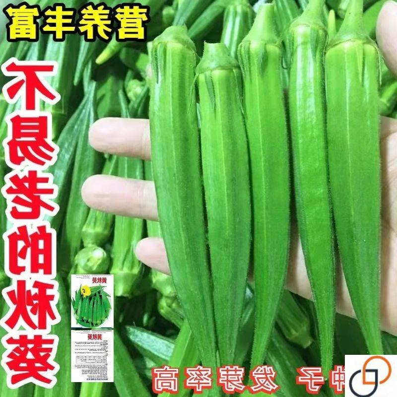 黄秋葵种子种籽苗高产水果四季盆栽高产耐热红秋葵种子春季秧菜籽