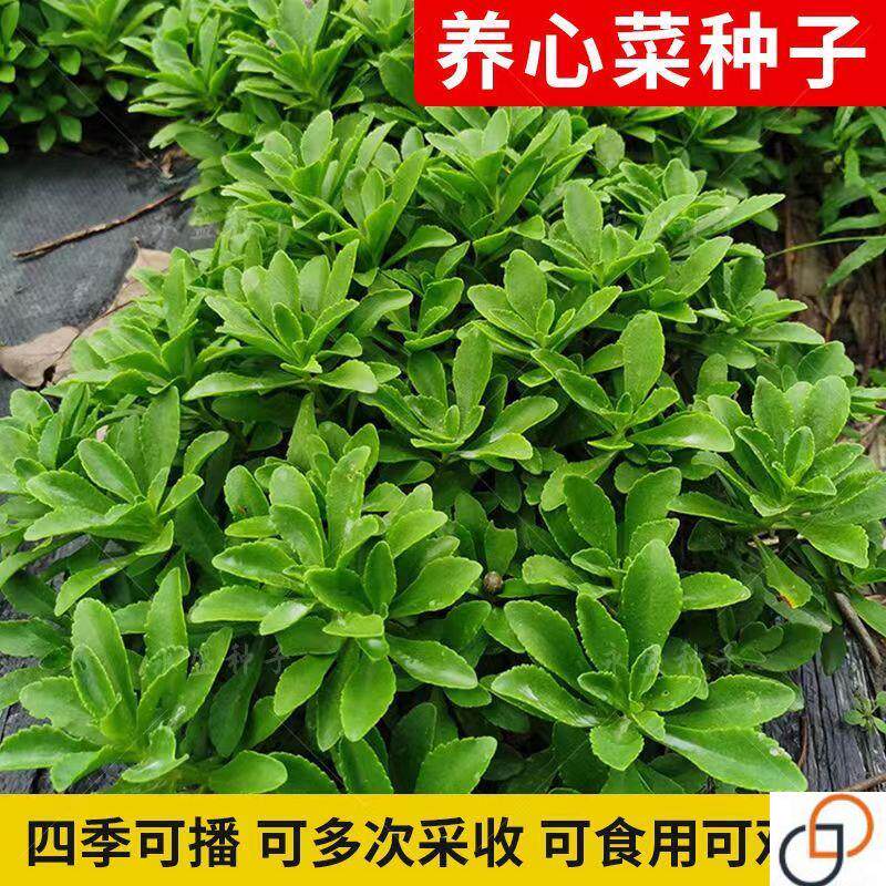 养心菜救心菜种子高钙蔬菜野菜种籽三七费菜阳台四季春秋蔬菜种