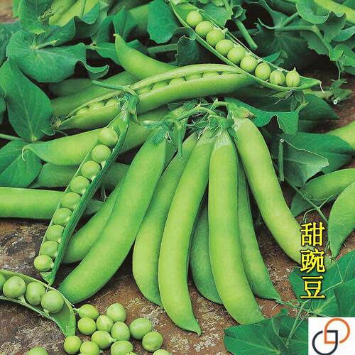 脆甜豌豆种子可生吃甜脆豌豆长寿豌豆荷兰豆农家春秋高产耐寒种子