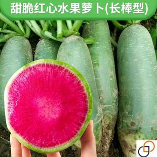 甜脆红心水果萝卜种子籽生吃青皮红瓤萝卜种孑农家四季春夏秋播