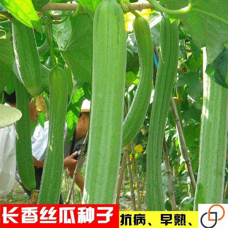 长香丝瓜种子南方早熟高产长丝瓜籽春季易播种庭院田园蔬菜种子