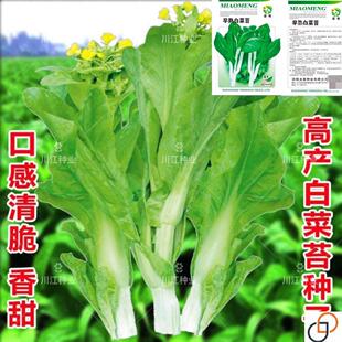 早熟甜脆多芽白菜苔杂交早熟高产侧芽多味甜软白菜心蔬菜