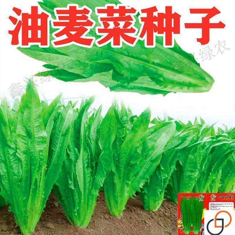 甜脆油麦菜种子清香无油麦菜种子四季播种盆栽庭院蔬菜种子