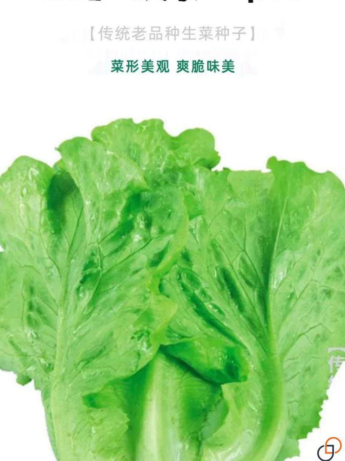 意大利生菜种子耐抽苔种籽阳台专用四季播蔬菜可生吃生菜种籽
