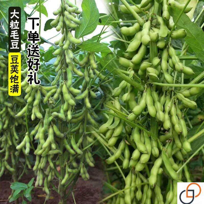 菜毛豆种子早熟高产鲜食豆 青黄豆黄豆种籽 抗病四季蔬菜