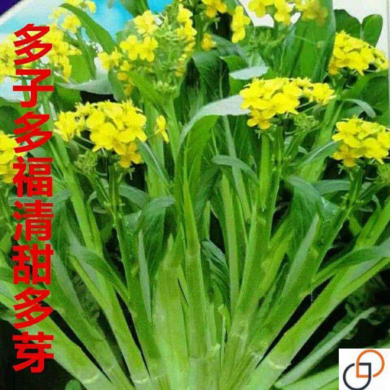 多子多福甜菜心种子多芽菜连州菜心种籽秋季农家庭院菜苔蔬菜种子