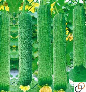 皱皮丝瓜新品种肉丝瓜种籽春季四季特大超长蔬菜种子菜孑籽种水瓜