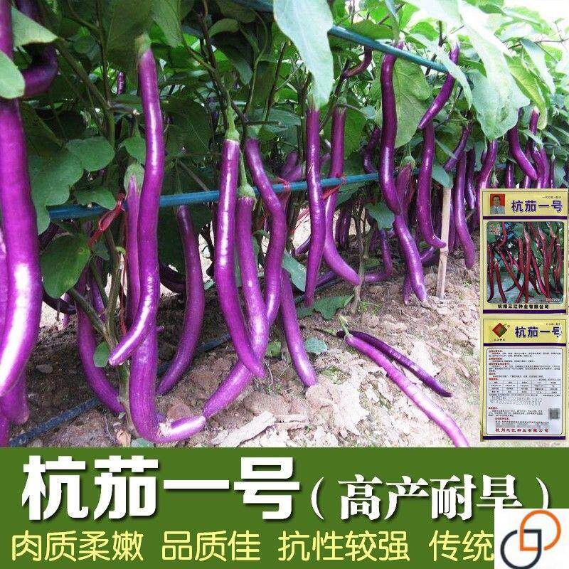 杭茄种子种苗子长线茄子种籽紫红皮春季阳台盆栽蔬菜种孑四季早熟