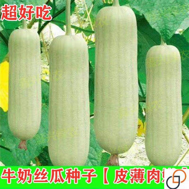 牛奶丝瓜种子白丝瓜籽高产抗病农家超好吃多肉丝瓜春蔬菜种孑包邮