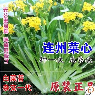 连州甜菜心种子 多芽甜菜心 增城迟菜心油菜苔高脚菜心四季播蔬菜