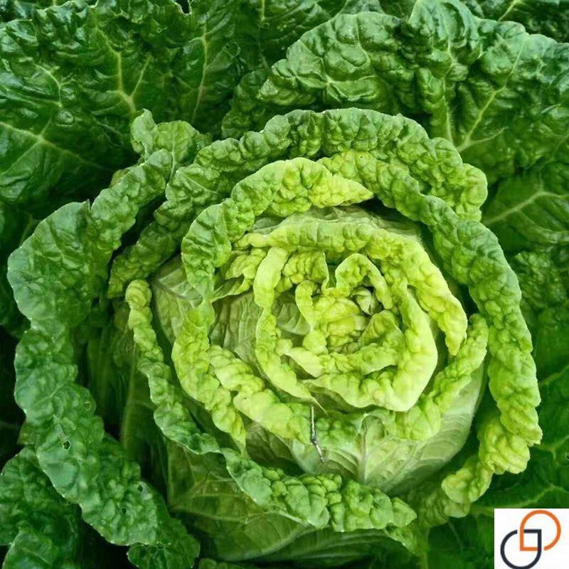 秋播大白菜种子易种秋季冬储黄心白菜种籽高产蔬菜抗病口感好耐寒