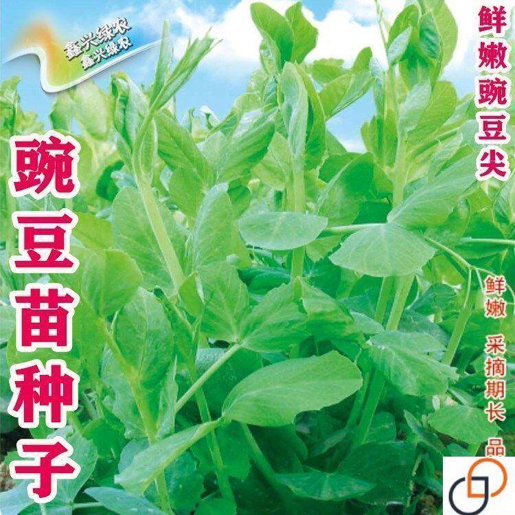 无须豌豆苗种子特大豌豆尖水培荷兰豆芽苗菜春秋冬四季播蔬菜种子