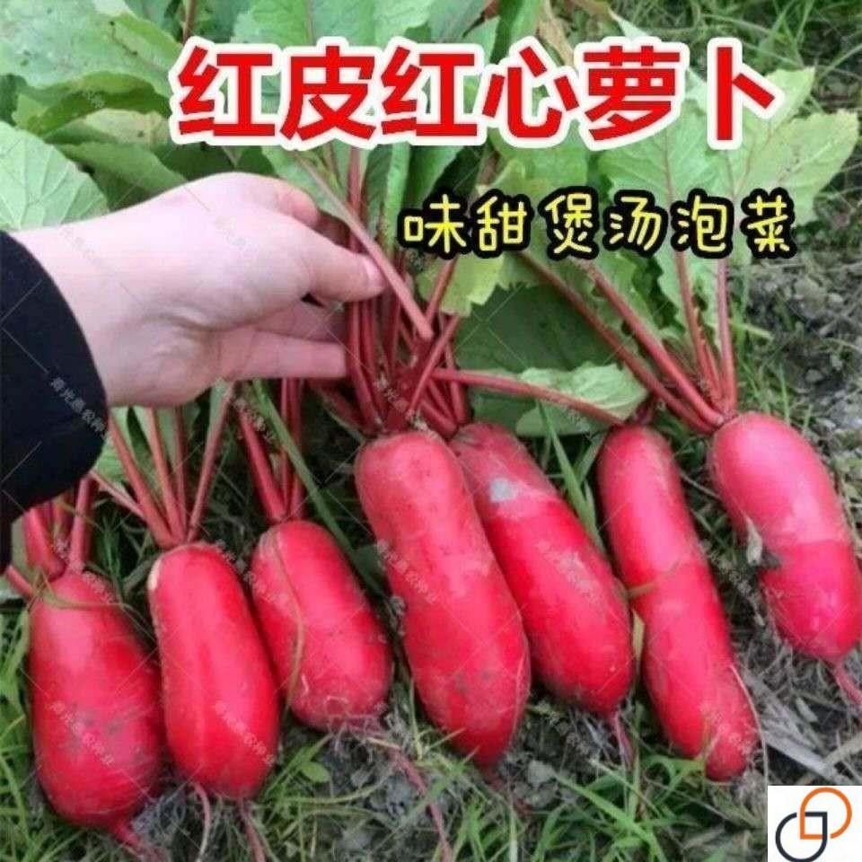 红皮红心萝卜种子四川特色透心红胭脂萝卜种农家秋播满身红萝卜籽