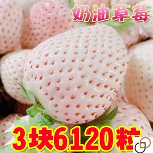 白色奶油草莓种籽子红色奶油草莓种孑一年四季家庭阳台盆栽水果