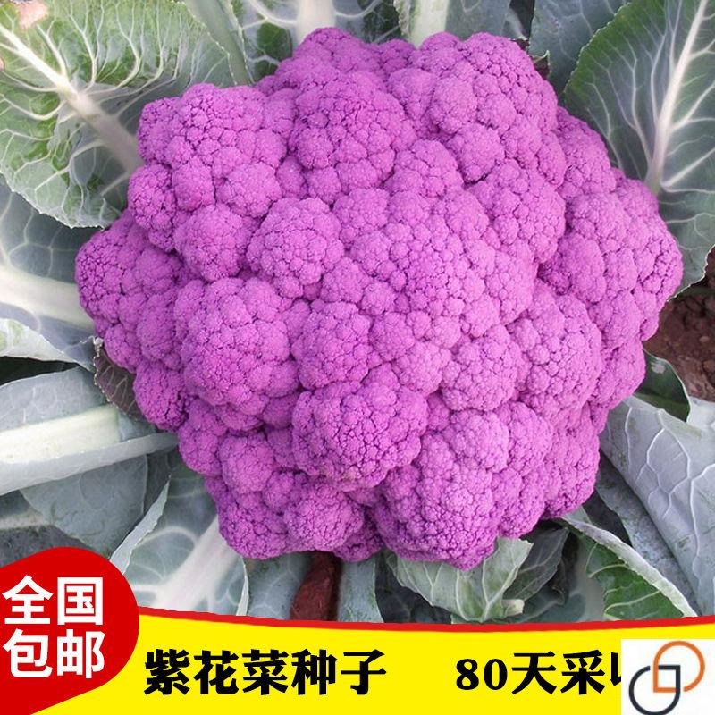 紫花菜种子 紫妃一号菜花种子 紫红花椰菜种子春秋种植蔬菜种子