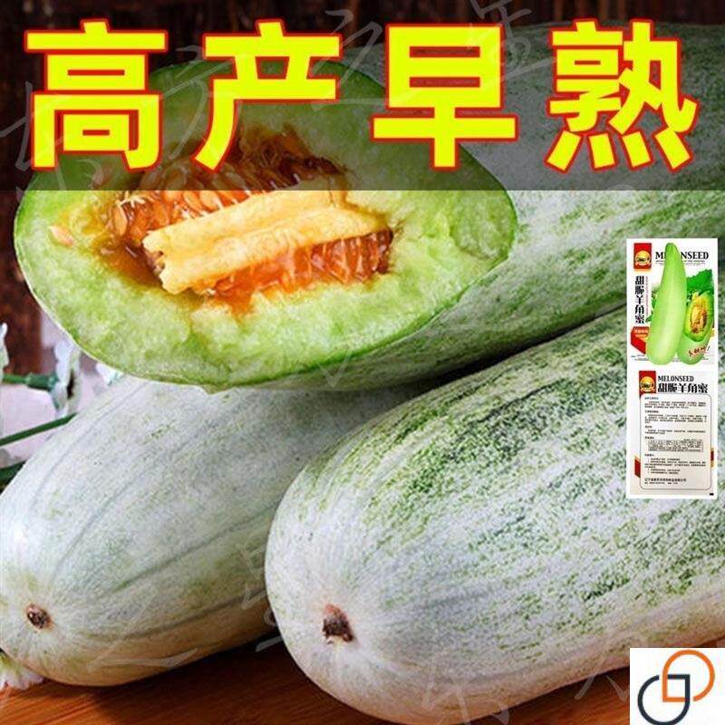 高产羊角蜜甜瓜种子羊角脆酥四季播种甜香瓜种籽脆甜蔬菜水果种子