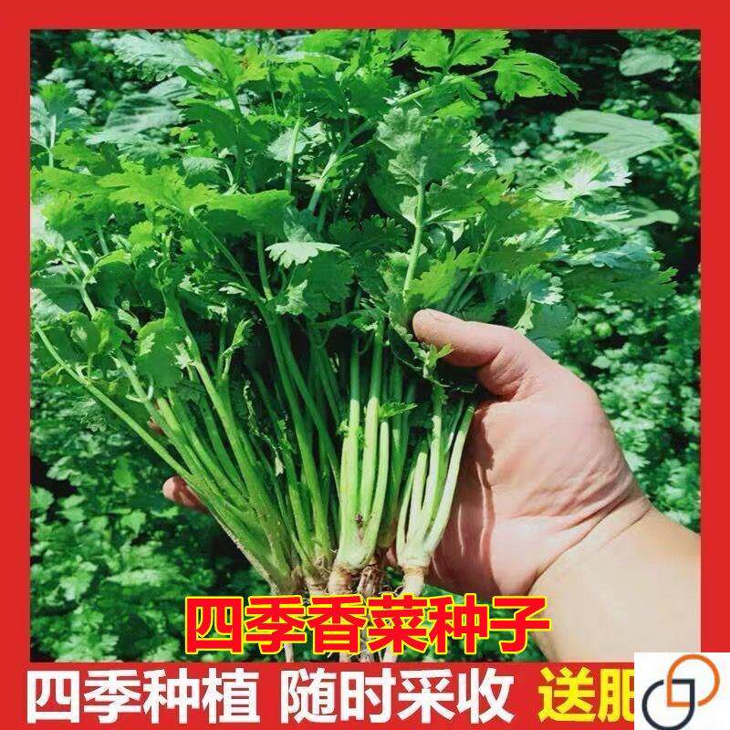 香菜种子大全农家盆栽香菜籽种子四季食用香菜易播种蔬菜种籽种孑