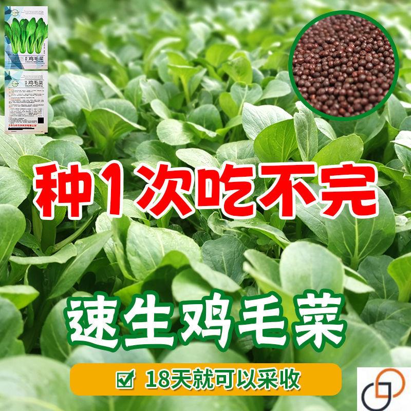 鸡毛菜种子18天速生鸡毛菜籽种子四季播盆栽耐热抗病蔬菜种子