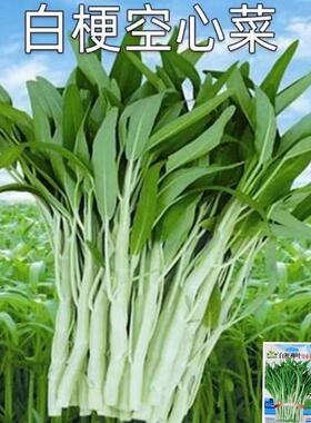 白梗空心菜种子小柳叶空心菜籽白根白骨四季播蔬菜种子阳台盆栽孑