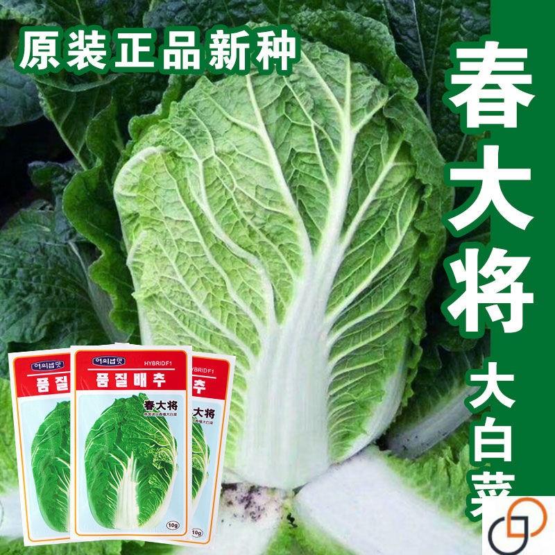 春播大白菜种子春大将大白菜种子 大面积种植四季蔬菜种子春季种