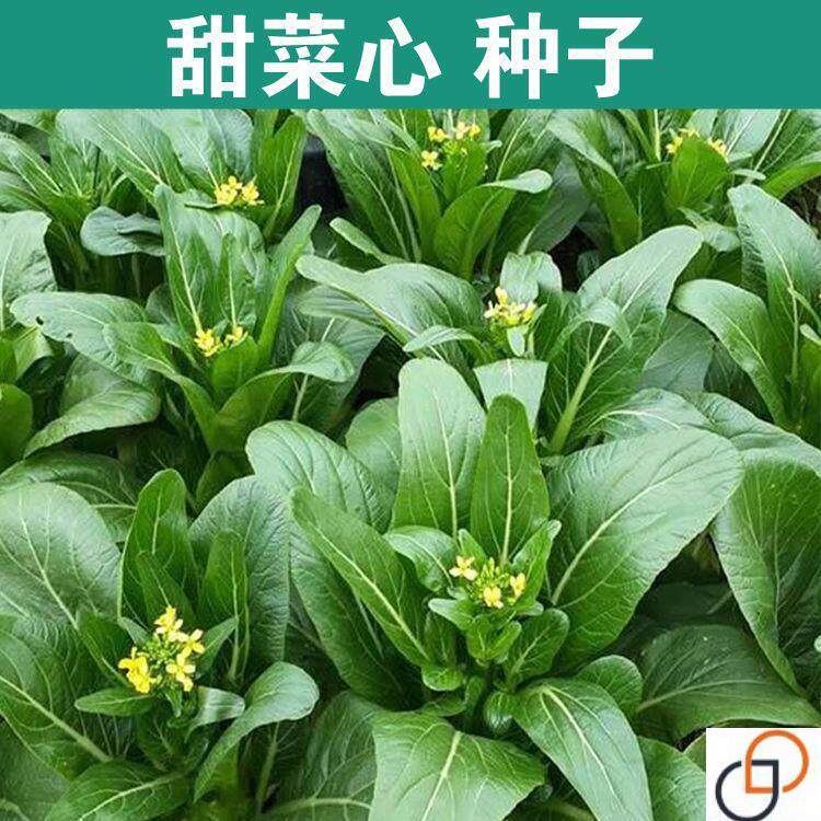 菜心种子四季甜菜心种子高产耐高温广东油青甜菜心种子蔬菜种子