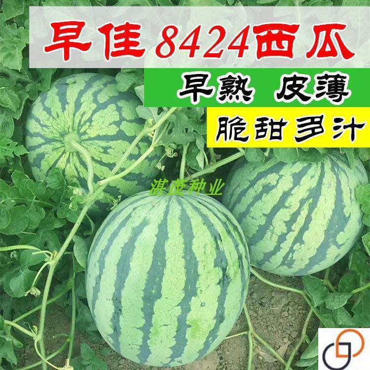 8424西瓜种子 麒麟瓜种子 高产特大巨型懒汉西瓜种子春季水果种籽