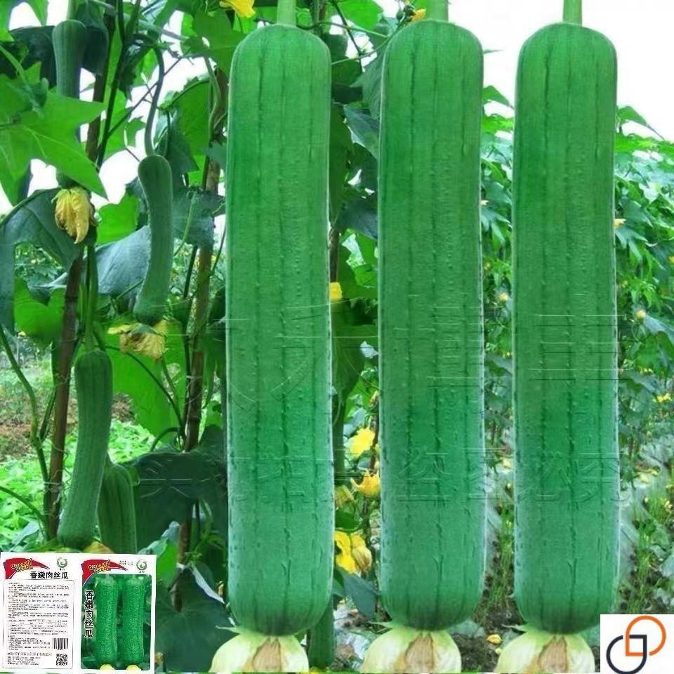 肉丝瓜种子高产早熟瓜种子四季香丝瓜当季阳台易活清香瓜果蔬菜籽