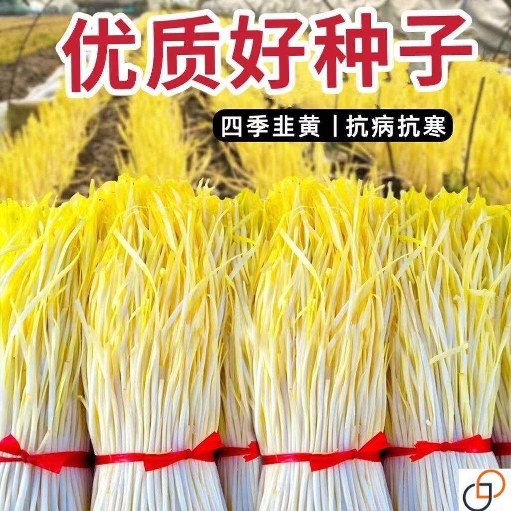 四季韭黄种子黄韭菜籽高产农家大田盆栽弱光韭菜蔬菜种子大全