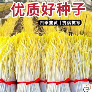 四季韭黄种子黄韭菜籽高产农家大田盆栽弱光韭菜蔬菜种子大全