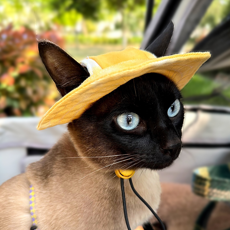 寵物貓咪帽子夏天出行防曬遮陽帽