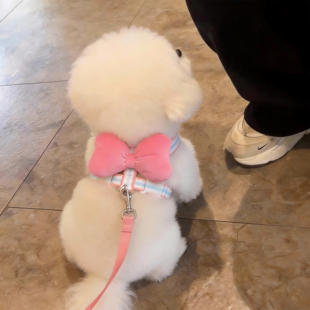 狗狗牵引绳蝴蝶结胸背带可调节遛猫绳防挣脱外出专用宠物遛狗绳子