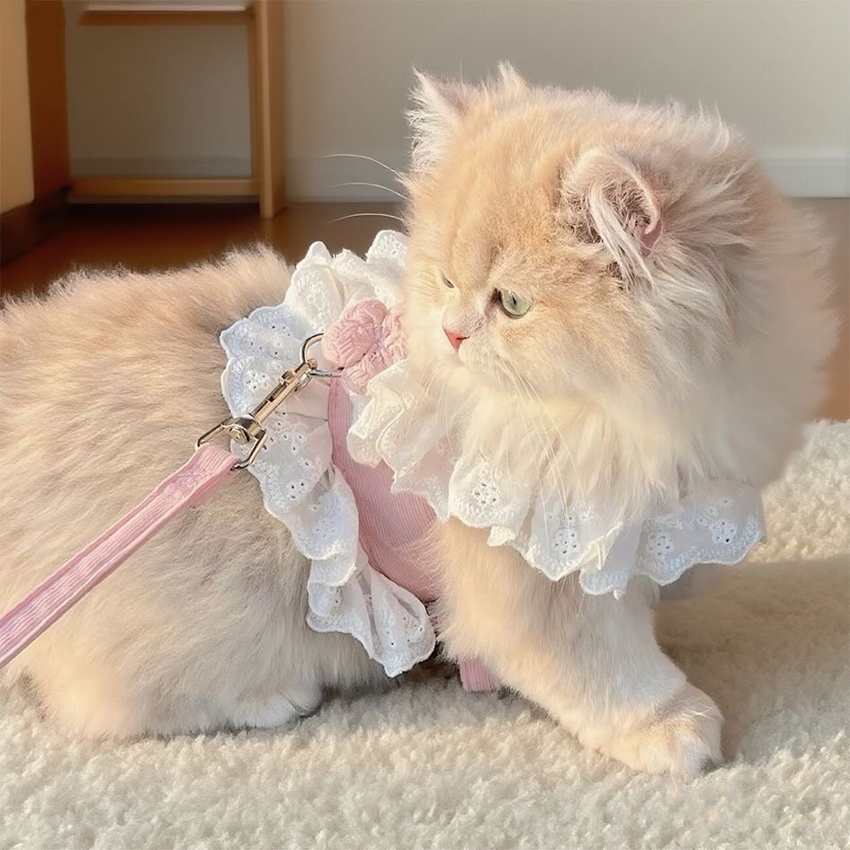 猫咪牵引绳外出专用可调节防挣脱