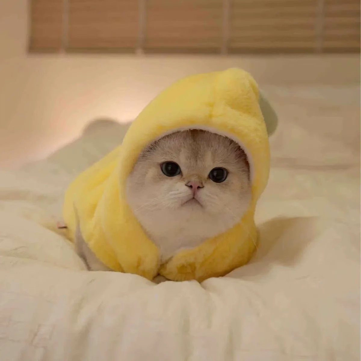 猫咪衣服狗狗搞怪香蕉装秋冬保暖