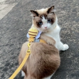 Котенок для котенка вытянуть котенок из специальной защиты для кошек, чтобы разорвать жилеты регулируемый скользкий кошачий веревки для пит -собаки