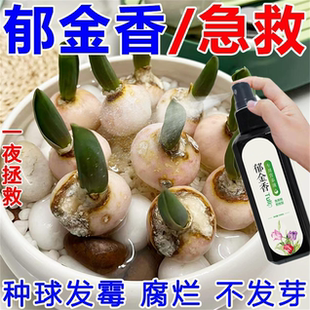 郁金香水培营养液专用种球发霉腐烂促发芽开花液体肥料 巨好用
