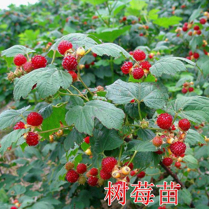 野生覆盆子茅莓双季树莓苗种子记忆中的野果树苗泡儿刺红黑树莓苗
