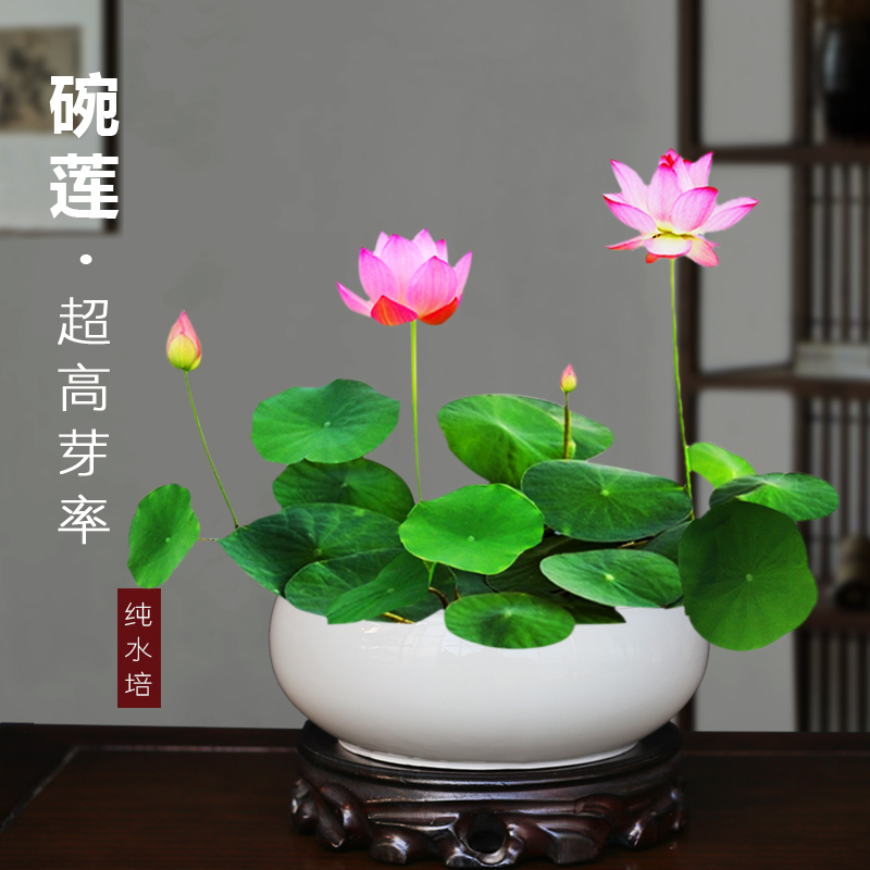 碗莲水培植物四季开花盆栽睡莲莲花室内好养绿植茶桌禅意盆栽