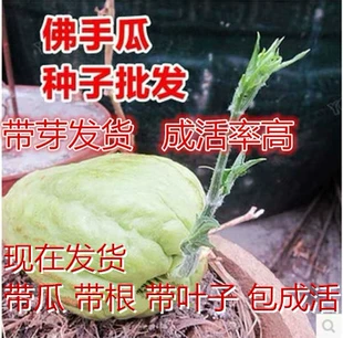 佛手瓜种籽子佛手瓜种瓜苗蔬菜种孑蔬菜苗扶手瓜幼苗秧种瓜苗四季
