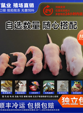 冷冻红皮开口料白霜亚成小乳鼠蛇饲料爬虫食物白鼠猫咪老蜥蜴守宫