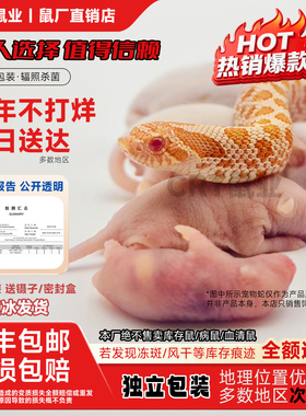 红皮乳鼠冰冷冻小白老鼠蛇苗饲料独立包装幼喂猫龟爬宠粉霜跳亚成