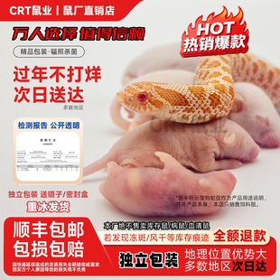 红皮乳鼠冰冷冻小白老鼠蛇苗饲料独立包装幼喂猫龟爬宠粉霜跳亚成